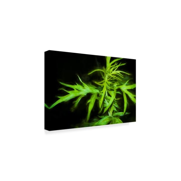 Anthony Paladino 'Wild Green Plant Leaves' Canvas Art,22x32